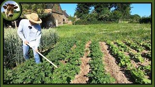 Buttage des pommes de terre à la houe. Je mouille la chemise.