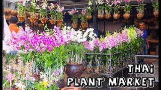 Amazing Thailand Plant Market | Kham Thiang, Chiang Mai