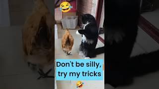 Don't be silly, try my tricks  #cat