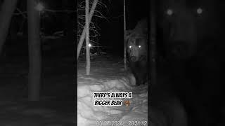 My trail camera captured two grizzly bears in two days. #wildlifephotography #naturephotography