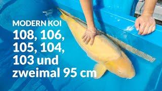 Die derzeit größten Konishi Koi | Modern Koi Blog #6953