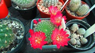 Rebutia Cactus Plants in beautiful Bloom in the Polytunnel