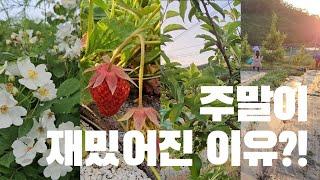 SUB) 주말이 재밌는 이유 | 시골집 | 주말농장 | 힐링 | 시골정원 | vlog | Korean Countryside life |