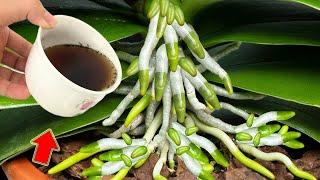 Pour 1 Cup Into The Root! Healthy Roots And Orchids Can't Stop Blooming!