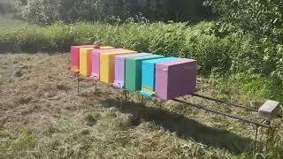 Мой нуклеусный парк#пчеловодство #bee #workerbee #пчелы #матководство #матковод