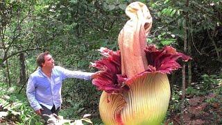 20 EXOTIC FLOWERS YOU WON'T BELIEVE EXIST!