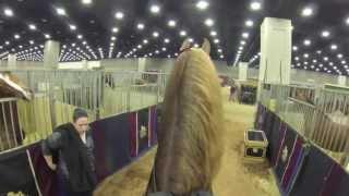 Stake Night World's Championship Horse Show 2013 Five-Gaited Stake "Video Cam Perspective"