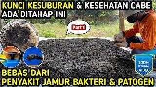  cara fermentasi kohe Ayam Kambing Domba Sapi bebas jamur bakteri & patogen #infopertaniancabe