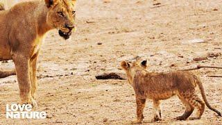 Lost Lion Cub in Grave Danger When His Family Turns on Him