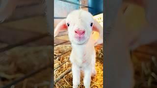 A kind family rescued a lamb in distress