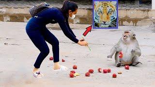 photo Tiger and fake Dinosaur Head Prank Very Funny Clip