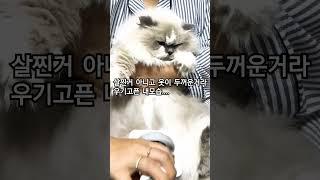 뚱냥이4탄[털코트관리법]#뚱냥이 #몰랑이 #냥템 #귀엽냥 #털쪘냥