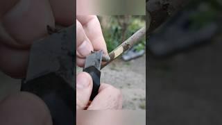 Grafting trees / gardening ideas