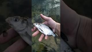 Вечерний подлещик отпускаю обратно в реку, fishing in the river