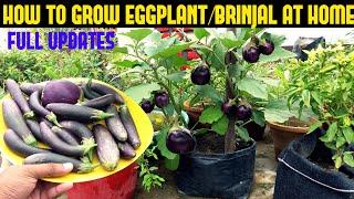 How To Grow Eggplant/Brinjal in Containers (SEED TO HARVEST)