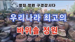 우리나라 최고의 바위솔 정원, 고센가 정원