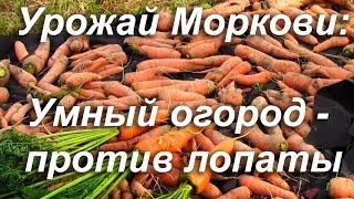 Умный огород - против лопаты - Урожай Моркови