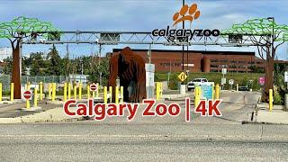 Calgary Zoo | Canada's Most Visited Zoo | One of the Top Zoos in the World | Summer Walk | 4K