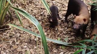 Bush dog pups go exploring!