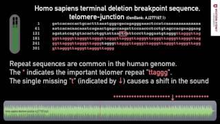 What does DNA sound like? 03 Repetitive Telomer