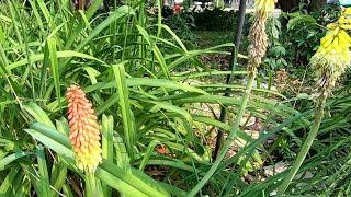 How to Grow and Plant Red Hot Poker: A Complete Guide to Kniphofia