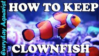 Keeping Nemo: How To Care For Clownfish In An Aquarium