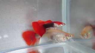 Guppy Tuxedo Blonde Red