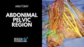 Abdominal pelvic region