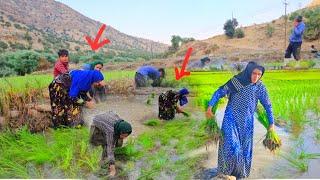 Ashraf's work and efforts in the paddy fields to provide money for the girl's freedom