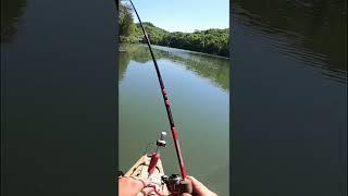 I caught a GIANT BLUEGILL during the FULL MOON!!!