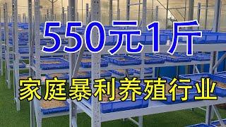 家庭暴利养殖，34平方4个月收入15 18万，550元1斤，来钱快利润高