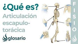 Articulación ESCAPULOTORÁCICA | Qué es, partes, tipo de articulación, movimientos y lesiones