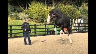Gaining respect with a huge shire horse!!