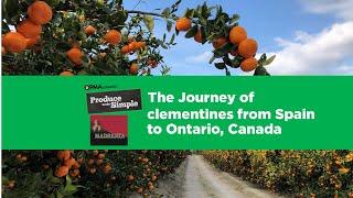 Clementines: Their journey from Spain to Ontario| Produce Made Simple