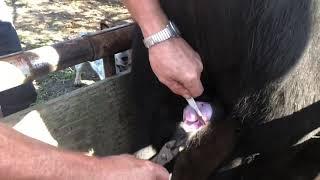 Bull Castration Day...ouch 