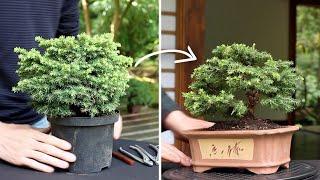 How to make a Bonsai tree