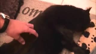 Cat only cleans itself when Owner is stroking it