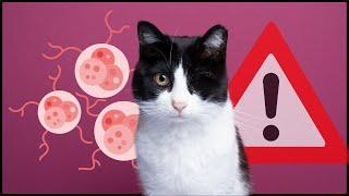 8 signs that your cat has CANCER!