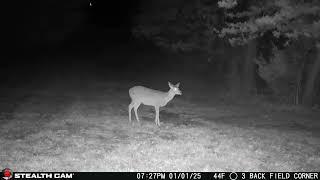 01 01 25 Daily videos of the many animals that visited the farm. #deer #wildlife #whitetaildeer