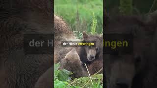 Faszinierende Fakten über Braunbärjunge! #bären #braunbär #facts #doku #tiere ##wildtiere#bärenbaby