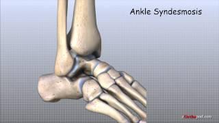 Ankle Anatomy Animated Tutorial