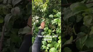 Harvesting wild apples