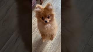 Даша, Маша, Катя лапуськи мои шпицульки #puppy #шпиц #померанскийшпиц #pomeraniansclub #pompom