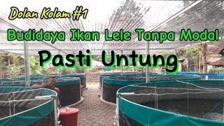 Cara Budidaya Ikan Lele Tanpa Modal || Pasti Untung #ikanlele #budidaya #perikanan #dinasperikanan