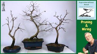 My Dawn Redwood Bonsai - Spring Pruning & Wiring