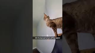 #funny #funnyshorts #funnymemes #memes #cat #pets #cute #fyp#PP