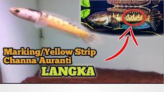 Review Semua Channa Saung Fish! Channa Kontes, Channa Unik Semuanya Ada Disini!