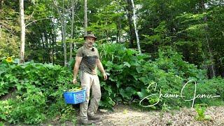 Vegetable Garden in the Forest, July Harvest