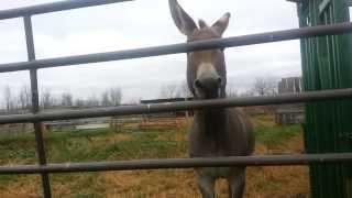 Eeyore The Donkey Braying