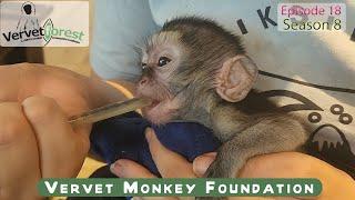 Baby monkey dies in arms of caregiver - go in peace Marianna